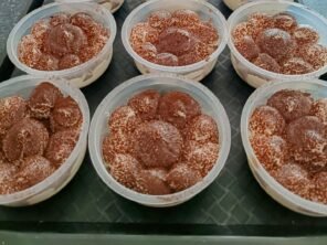 {{brizy_dc_image_alt imageSrc=